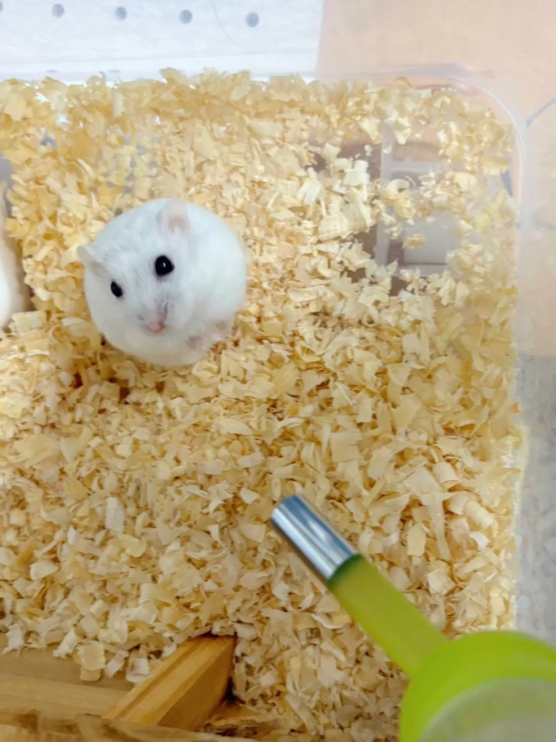 【職員コラム】我が家の癒し系女子🎀