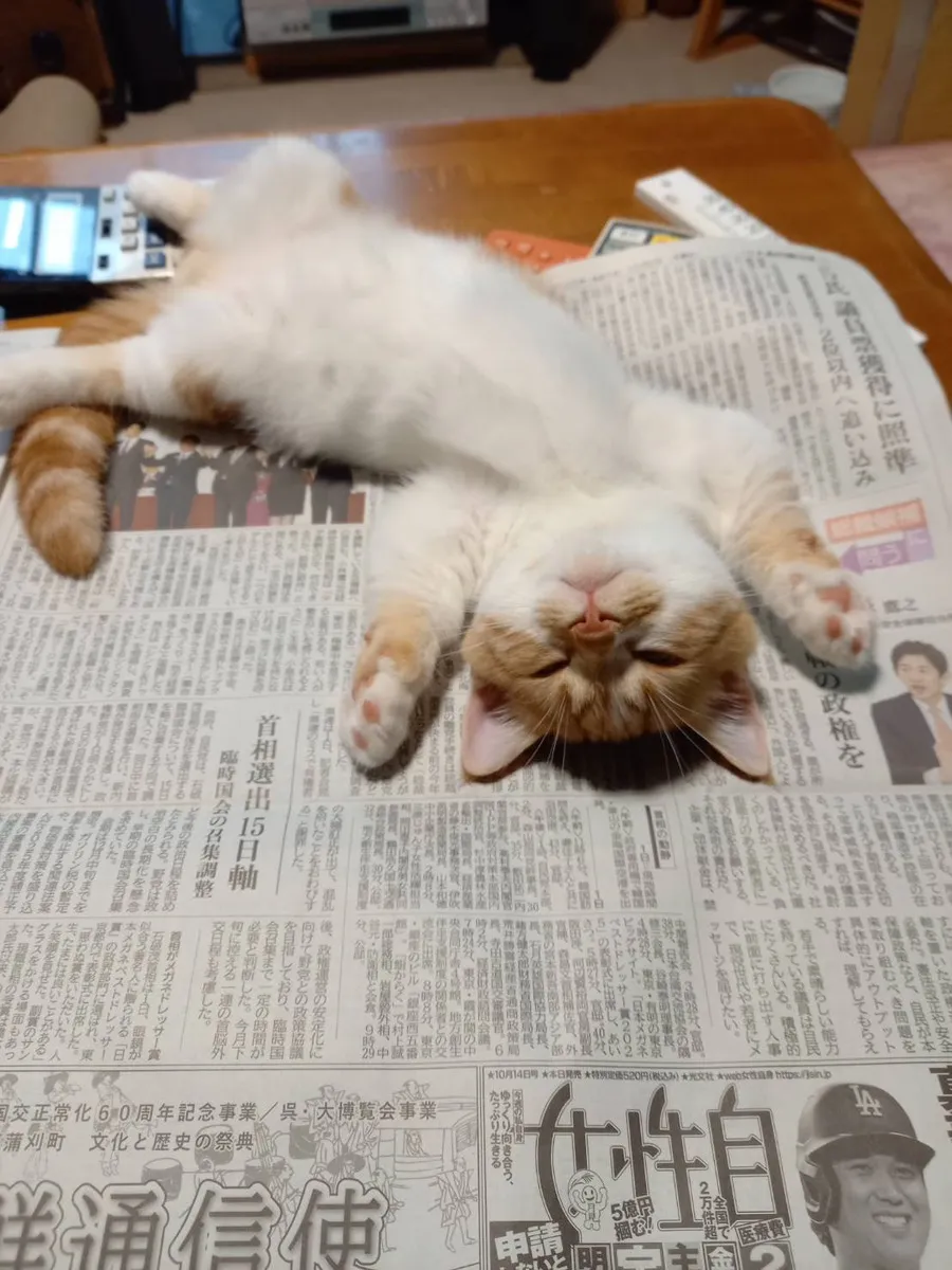 【職員コラム】猫のいる生活🐈