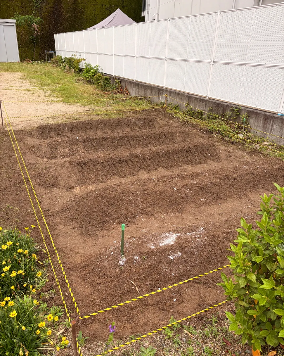 【川西保育園&リボン保育園】さつまいもの苗植え🍠🌱