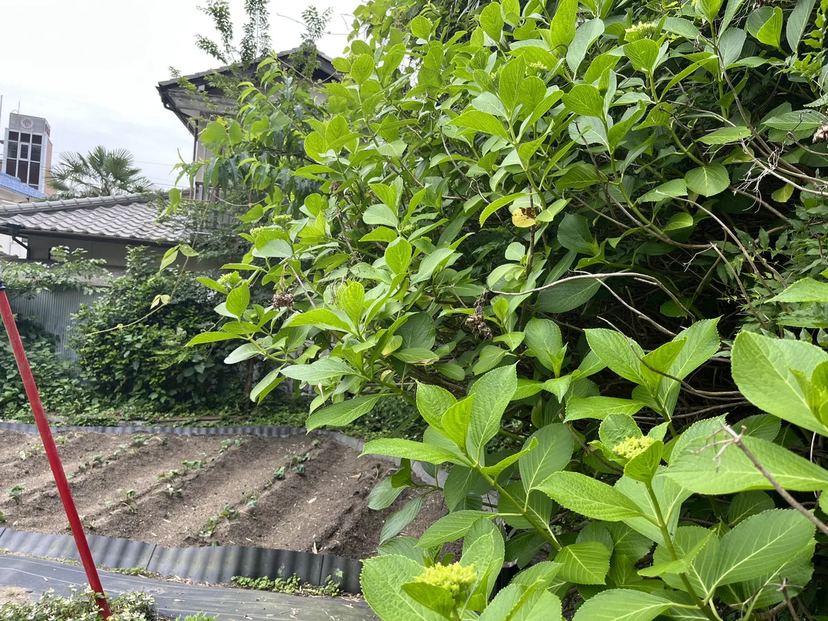 梅雨といえば・・・？？